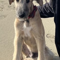 Deschutes Pet Lodge - Stewart at the beach