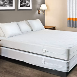 Bed Bug & Beyond
