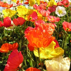 Premier Color Nursery- Wholesale grower - Iceland Poppies
