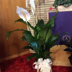 Simply Blooming - Beautiful Peace Lily purchased online from Simply Blooming in Traer, Iowa and delivered to it's location in another town.