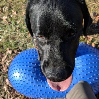Dogbedience - Pet Training Near Me - Reston, Virginia Dogbedience - Pet Training Near Me - Reston, Virginia