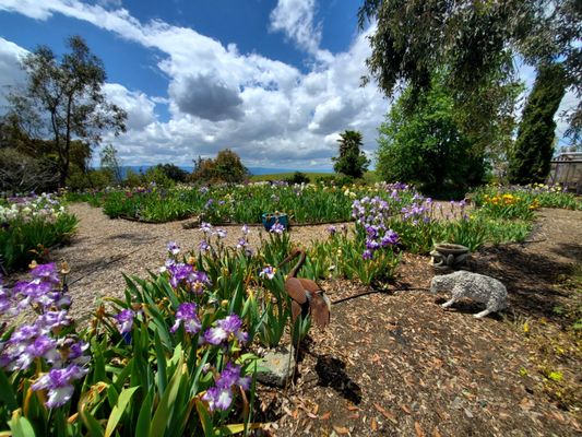 Nola's Iris Garden by null