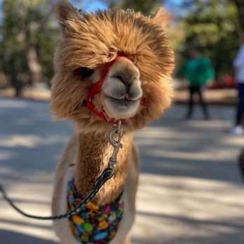 Urban Alpacas - Sawyer, alpacas, alpacagrams - Attraction Farms Near Me - Royse City, Texas Urban Alpacas - Sawyer, alpacas, alpacagrams - Attraction Farms Near Me - Royse City, Texas