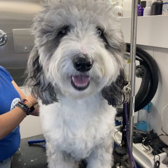 BeachTown Pets Mobile Spa - Obi is the cutest and sweetest AussieDoodle. Here he is smiling for the camera! - Pet Groomers Near Me BeachTown Pets Mobile Spa - Obi is the cutest and sweetest AussieDoodle. Here he is smiling for the camera! - Pet Groomers Near Me