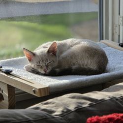 Love Your Feral Felines - Morning nap on the the window perch
