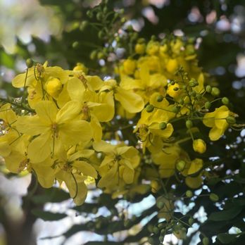 Foster Botanical Garden - Botanical Gardens Near Me - Honolulu, Hawaii
