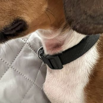 Heightened Instincts Dog Training - E collar rash. - Pet Training Near Me Heightened Instincts Dog Training - E collar rash. - Pet Training Near Me