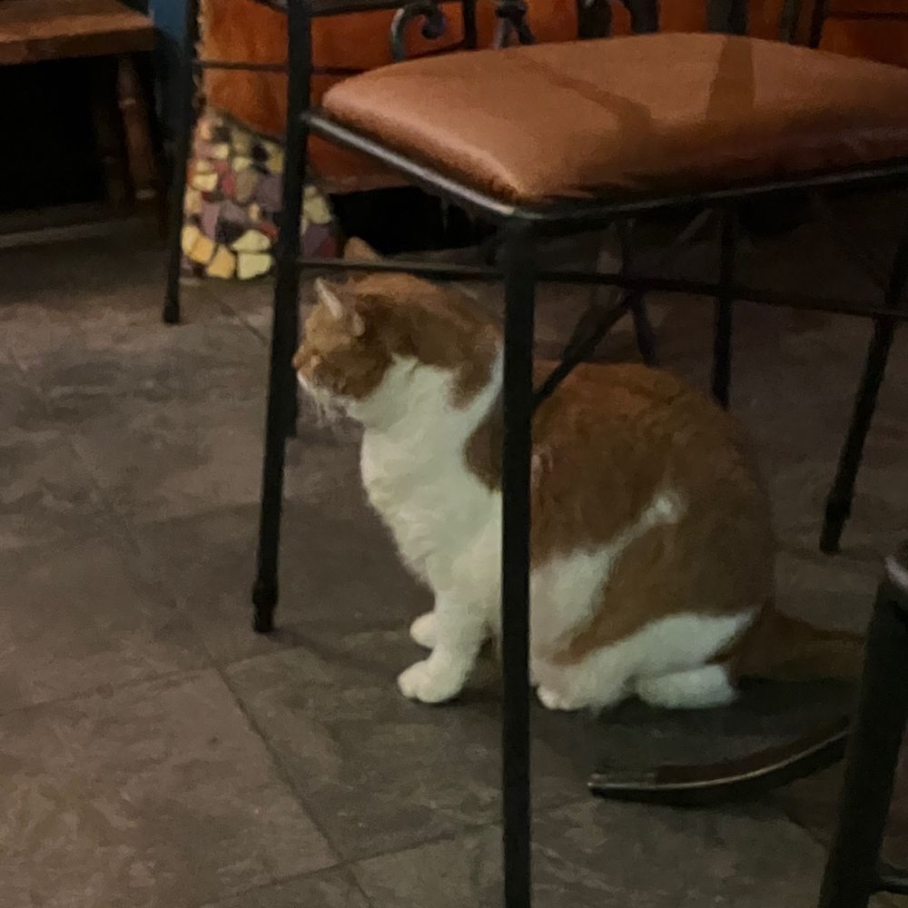 Ristorante Saturnino - Italian Near Me - Amsterdam, New Hampshire