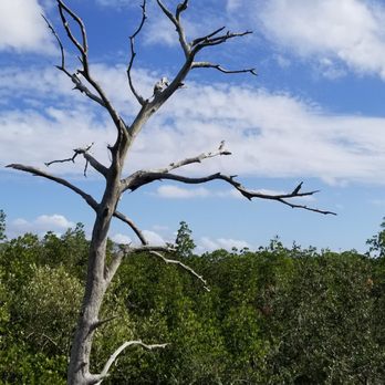 Wall Springs Park - Cool dead tree - Parks Near Me - Palm Harbor, Florida Wall Springs Park - Cool dead tree - Parks Near Me - Palm Harbor, Florida