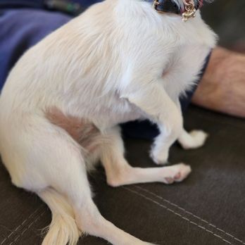 Kong's Pets & Grooming - My fur baby all clean cut - Pet Groomers Near Me - Bell, California