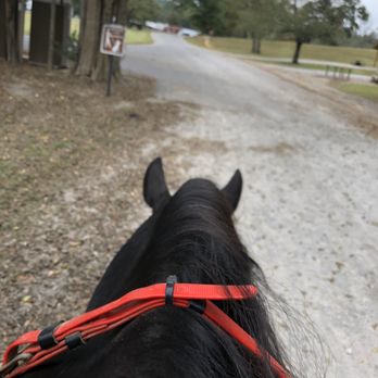 Land between the Lakes - My mare sniffing her way  across the camp grounds - Lakes Near Me