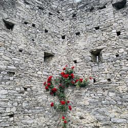 Castello di Vezio - Flowers again the old stone