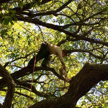 Tree Care Inc. - Tree Services Near Me - Houston, Texas Tree Care Inc. - Tree Services Near Me - Houston, Texas