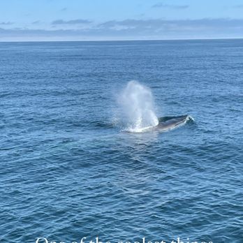 Dolphin Fleet - Boat Charters Near Me - Provincetown, Massachusetts
