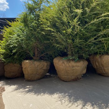 Mass Lawn Pros - a row of potted trees - Snow Removal Near Me Mass Lawn Pros - a row of potted trees - Snow Removal Near Me
