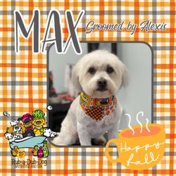 Rub-a-Dub-Dog Bathhouse and Spa - MAXimum cuteness.