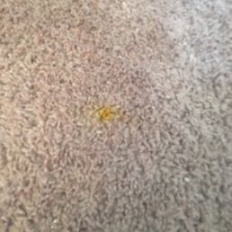 The pictures they show online have worse stains :( I thought surely they could get small ones out