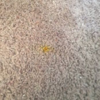 Carpet Steamers - The pictures they show online have worse stains :( I thought surely they could get small ones out - Carpet Cleaning Near Me - Henderson, Nevada
