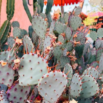 Les Cactus - Hotels Near Me - Palm Springs, California Les Cactus - Hotels Near Me - Palm Springs, California