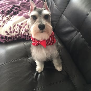 Master Pups - Pet Groomers Near Me - Flushing, New York Master Pups - Pet Groomers Near Me - Flushing, New York