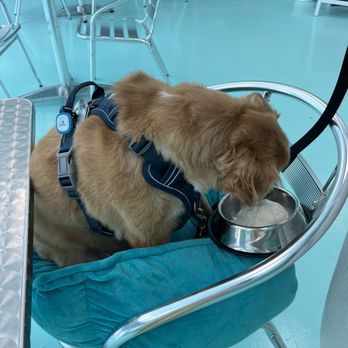 Salty Paws RVA - Tables are for dogs too! - Pet Stores Near Me - Glen Allen, Virginia Salty Paws RVA - Tables are for dogs too! - Pet Stores Near Me - Glen Allen, Virginia