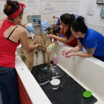 All Dogs Grooming Honolulu - All Dogs Grooming volunteering at my Doggy Wash Fundraiser! They were so amazing, even with another location's equipment. - Pet Groomers Near Me - Honolulu, Hawaii