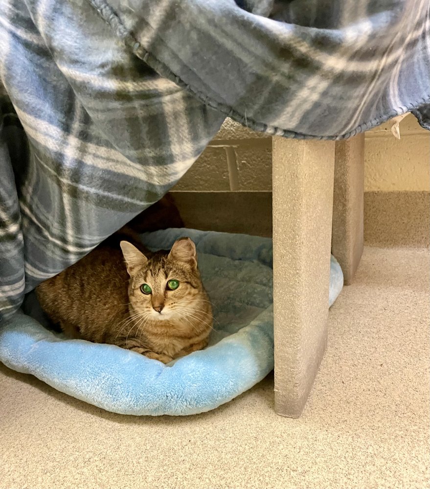 Humane Society of Vero & Indian River Image