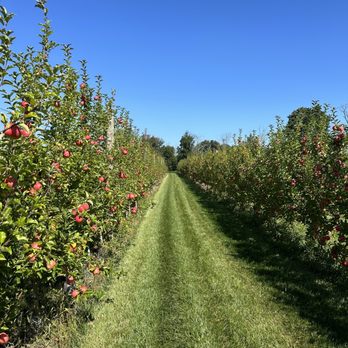 Peterson Farm - rows of apple trees in an orchard - Farmers Market Near Me - Flemington, New Jersey Peterson Farm - rows of apple trees in an orchard - Farmers Market Near Me - Flemington, New Jersey