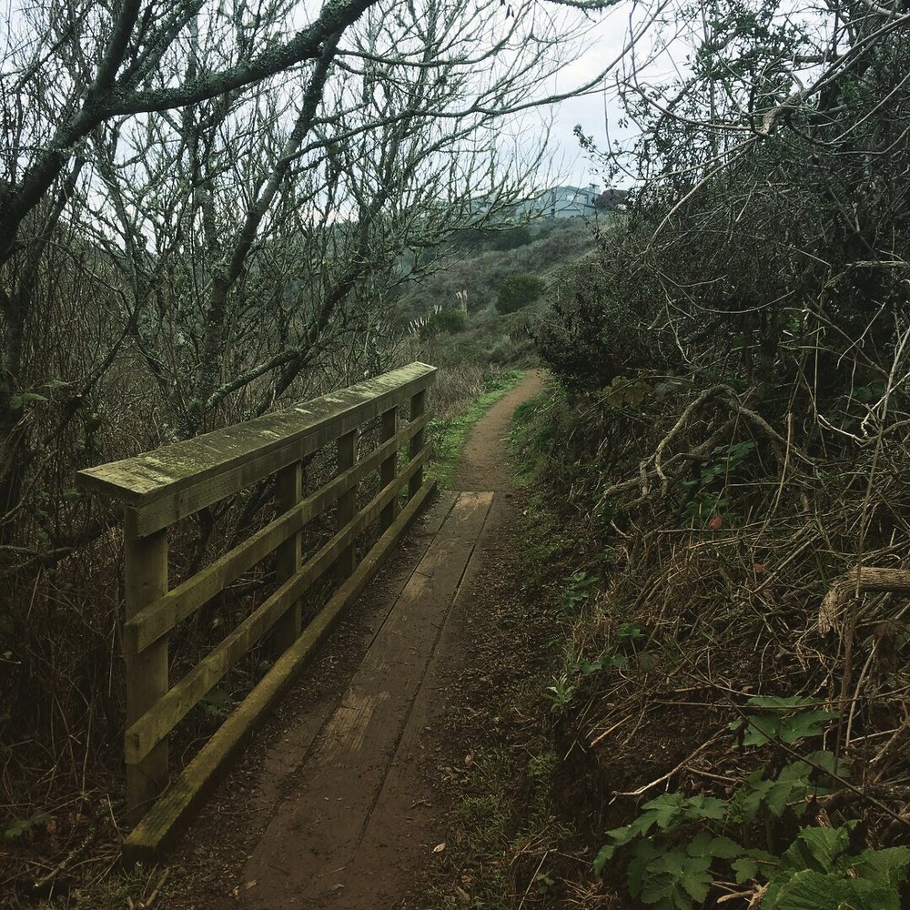 Shorttail Gulch Trail Bodega Bay - Hiking Near Me - Bodega Bay, California Shorttail Gulch Trail Bodega Bay - Hiking Near Me - Bodega Bay, California