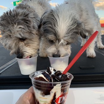 Dairy Queen Store - Oreo color Custrd.. complimentary cup for each of my dogs... they loved it as much as we did ours .... - Ice Cream & Frozen Yogurt Near Me - Willcox, Arizona