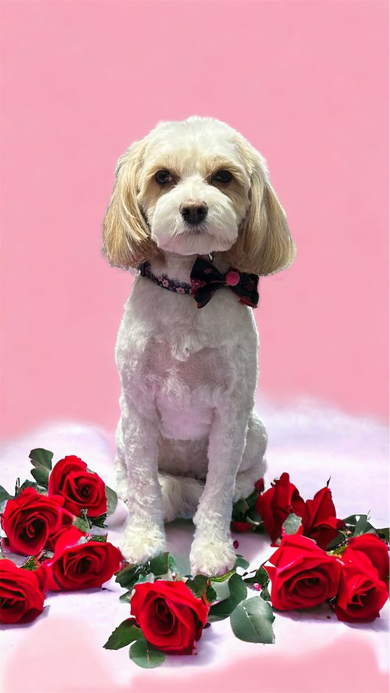 BELLA’S PAWSH PARLOUR Updated June 2024 16 Photos 9747 Newhaven