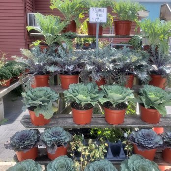 Windsor's Flowers, Plants, & Shrubs - Cabbage and Kale - Florists Near Me - Rehoboth Beach, Delaware Windsor's Flowers, Plants, & Shrubs - Cabbage and Kale - Florists Near Me - Rehoboth Beach, Delaware