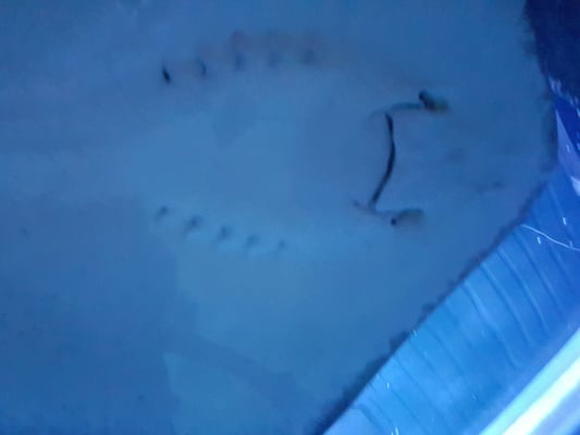 Sea Life Scheveningen by null