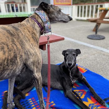 La Bodeguita - Dog friendly patio - Mexican Near Me - Bodega Bay, California