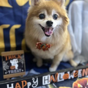 Bows Bones & Scissors Pet Grooming - Pet Groomers Near Me Bows Bones & Scissors Pet Grooming - Pet Groomers Near Me