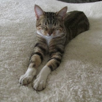 Acton Critter Sitters - Pet Services Near Me - Acton, Massachusetts Acton Critter Sitters - Pet Services Near Me - Acton, Massachusetts