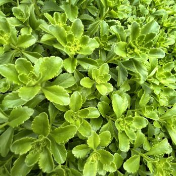 RH Chicago | The Gallery at the Three Arts Club - A dense cluster of green plants with ruffled, scalloped leaves, likely in a garden or nursery environment. - Furniture Stores Near Me - Chicago, Illinois