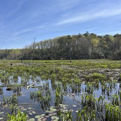Calvert Cliffs State Park