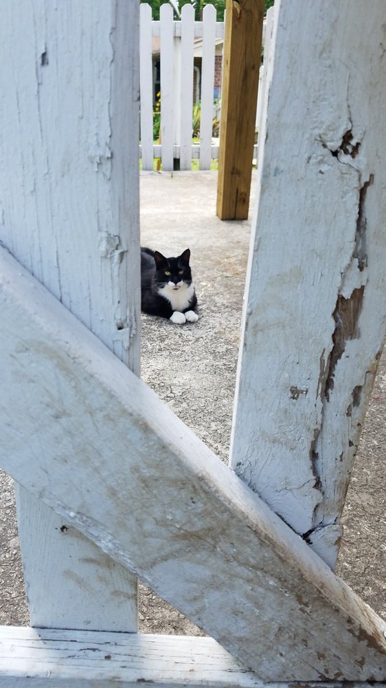 Connected Pets Image