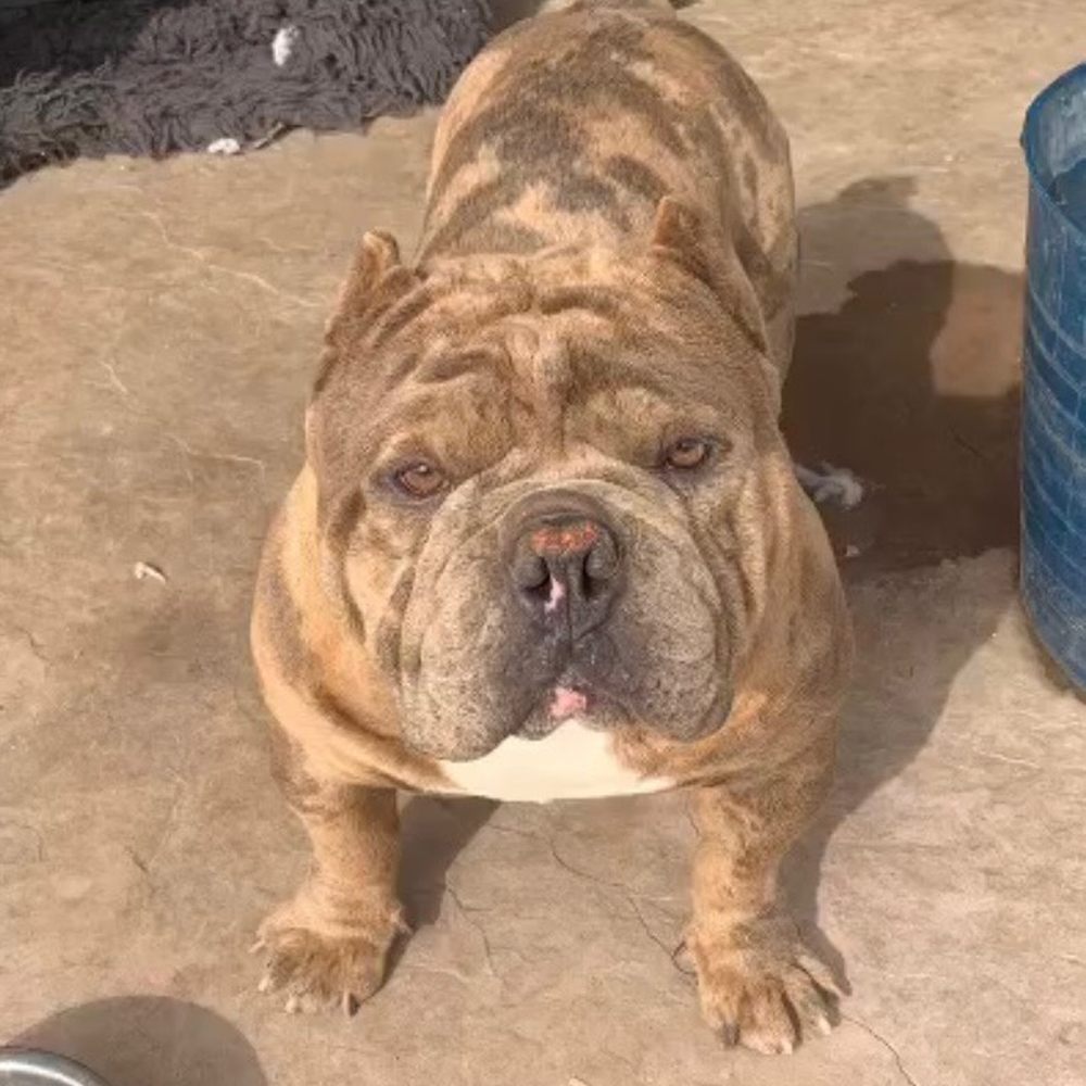 Achilles our fat boy Achilles our fat boy