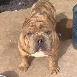 Achilles our fat boy