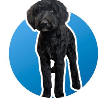 Paw Stars - Pet Groomers Near Me - Denver, Colorado Paw Stars - Pet Groomers Near Me - Denver, Colorado