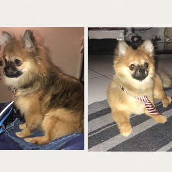 Del Valle Pet Grooming - Pet Groomers Near Me