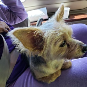 Miami's Pet Grooming - Pet Groomers Near Me - Miami, Florida