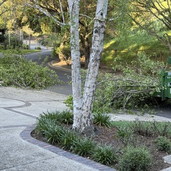 Cal Line Tree Care - Tree Services Near Me Cal Line Tree Care - Tree Services Near Me