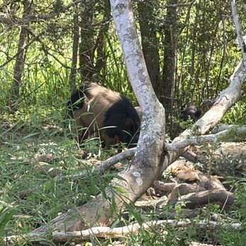 Cajun Encounters Tour Company - Feral pigs - Tours Near Me - Slidell, Louisiana
