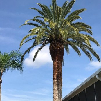 Florida Tree & Ground Maintenance - After - Tree Services Near Me - Punta Gorda, Florida