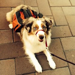 Bark to Basics - In-Home Dog Obedience Training