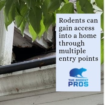The Rodent Pros - Pest Control Near Me - Tampa, Florida The Rodent Pros - Pest Control Near Me - Tampa, Florida