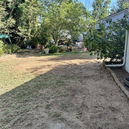 After removal of 65 foot pine After removal of 65 foot pine
